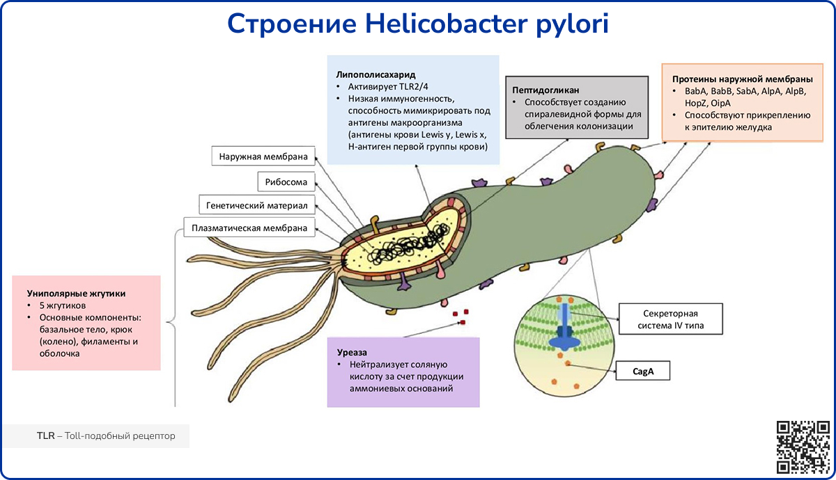 Строение Helicobacter pylori
